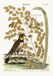 La Alondra de Mark Catesby